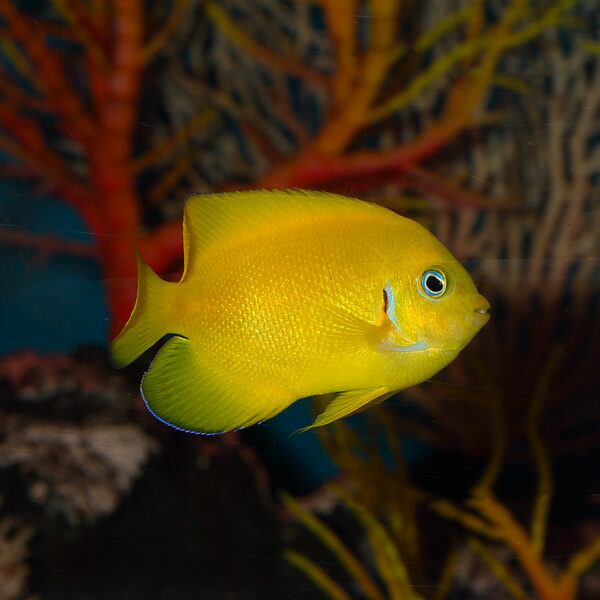 Cocos Lemon Peel Angelfish at the Abyss mjs