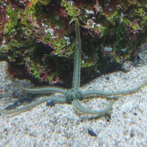 The Green Brittle Starfish, Ophiarachna incrassata, is a striking marine invertebrate renowned for its vibrant Green colouration and helpful behaviour in marine aquariums.