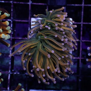 Rapunzel Torch corals, Euphyllia glabrescens, are magnificent hard corals.