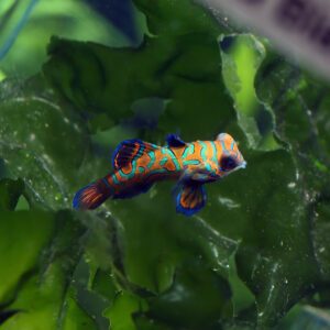 Tank Bred Blue Psychedelic Mandarinfish, Synchiropus splendidus, also go by the name Pterosynchiropus splendidus.