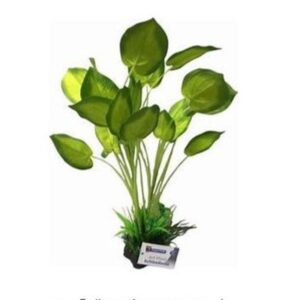 Superfish Art Plant Echinodorus A4070810