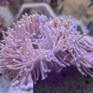 Ritteri Anemone