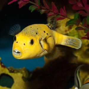 The Golden Dogface Pufferfish, scientifically known as Arothron nigropunctatus, can also go by the name gold puffer.