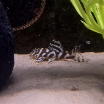 Hypancistrus Sp. L236 'Cracked Zebra' Tank Bred | Fast Delivery Abyss ...