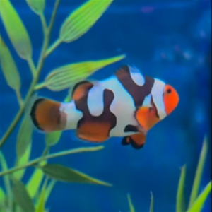 Onyx Picasso Clownfish