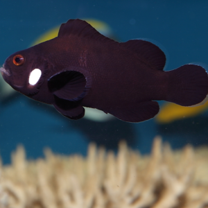 Domino Clownfish