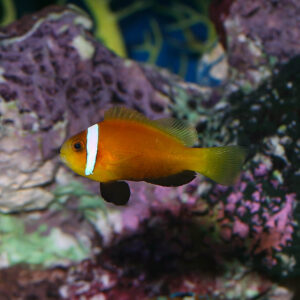 Black Foot Clownfish at the Abyss