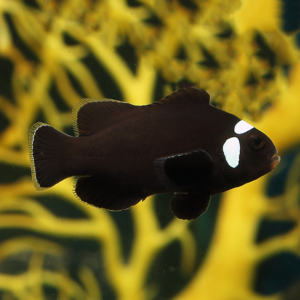 Misbar Darwin Clownfish are also called black ocellaris clowns.