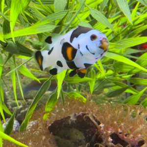 Photon Storm Clownfish
