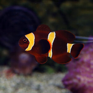 Yellow Maroon Clownfish at the abyss
