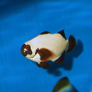 Gold Nugget Maroon Clownfish