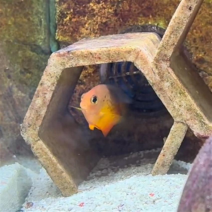 Shephards Angelfish, Centropyge shepardi, or Mango Dwarf Angel are a fantastic option for those who appreciate the hard to find fish.