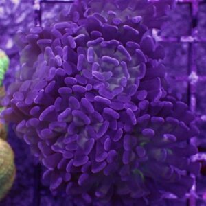 Purple Branching Hammer F2