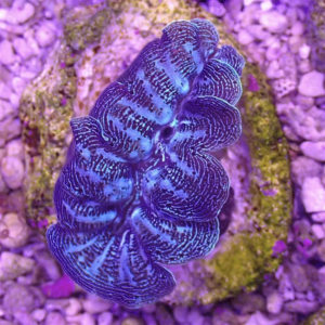 Ultra Crocea Cultured Clam
