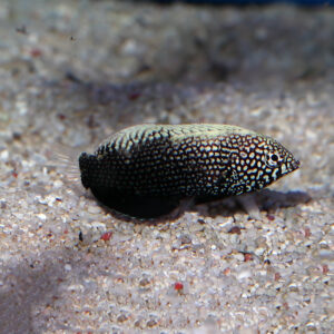 Black Leopard Wrasse Juv/Female, Macropharyngodon negrosensis, also go by the name Yellow Spotted Wrasse.