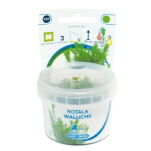 Easy Grow 107 Rotala Wallichii