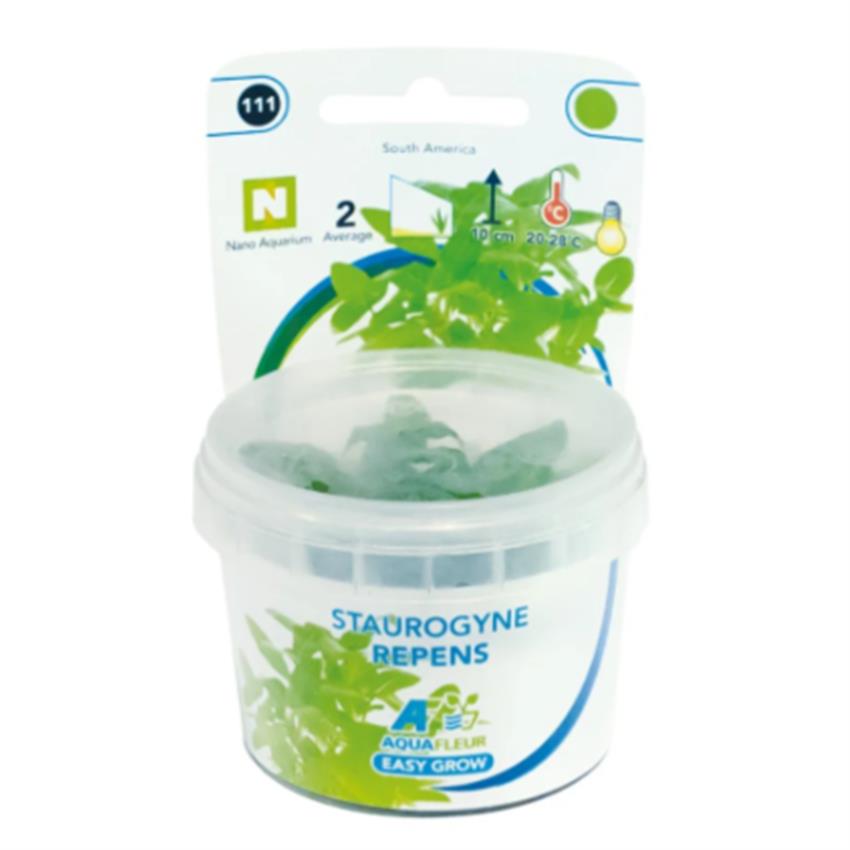 Easy_Grow_111_Staurogyne_Repens.jpg