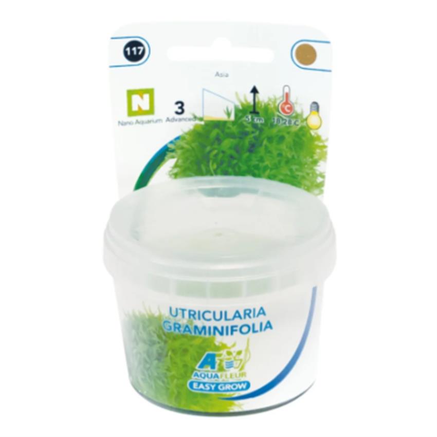 Easy_Grow_117_Utricularia_Graminifolia.jpg