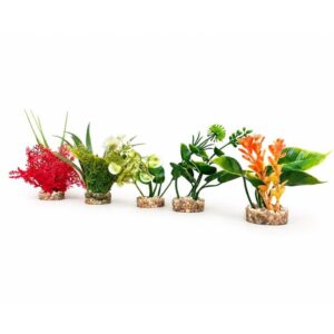 Rosewood Nano Fiesta Plants 15582: Random colour