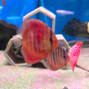 Red Alenquer Discus
