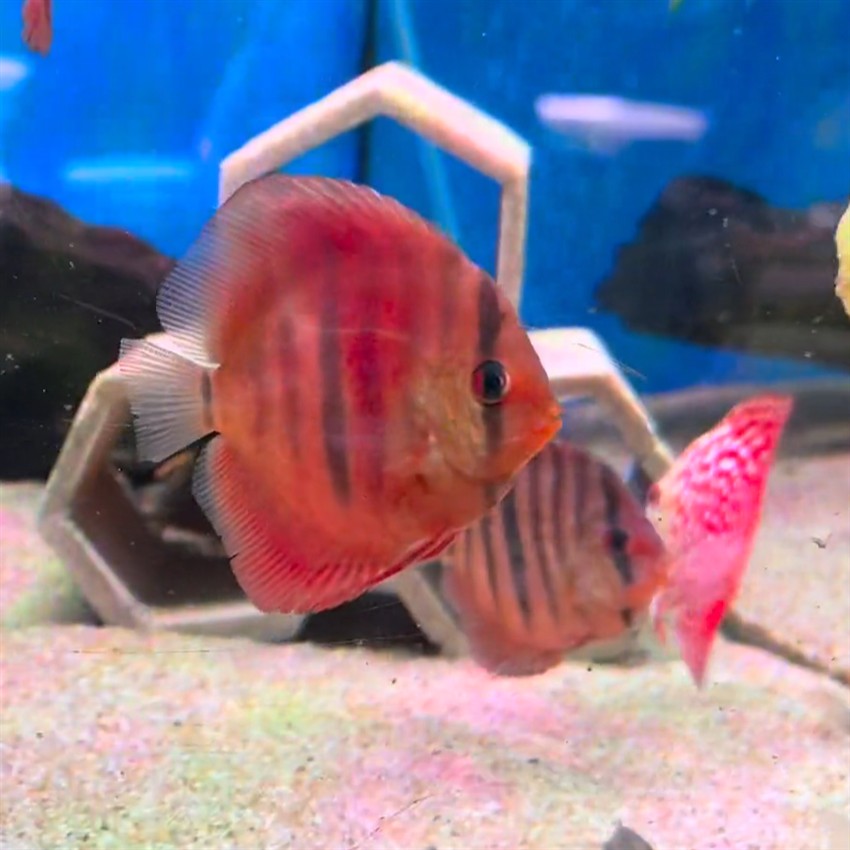 Red_Alenquer_Discus.jpg hvl Red Alenquer Discus