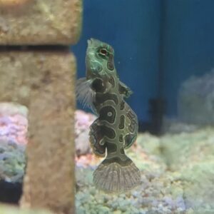 Tank Bred Spotted Mandarins, Pterosynchiropus picturatus/ synchiropus picturatus, also go by the name Picturesque Dragonet or Psychedelic Mandarinfish.