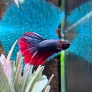 Blue Halfmoon Betta Fish (Betta splendens), otherwise named Blue Halfmoon Siamese Fighting fish