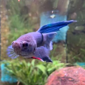 Blue Veiltail Betta/ Blue Siamese fighting fish.