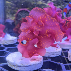Atomic Broccoli Macroalgae