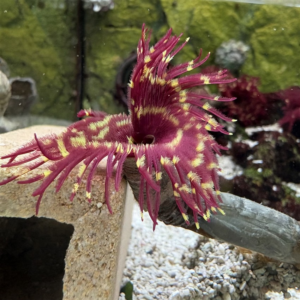 Red Gold Feather Duster