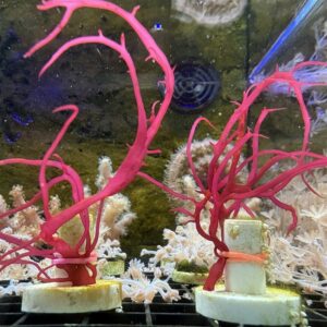 Dragons Breath Algae