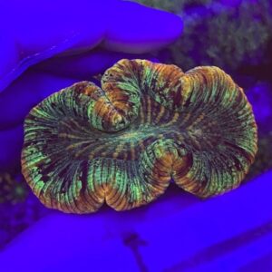 Coloured Trachyphyllia F4