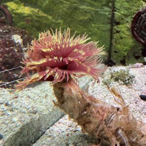 Red Gold Spiral Feather Duster