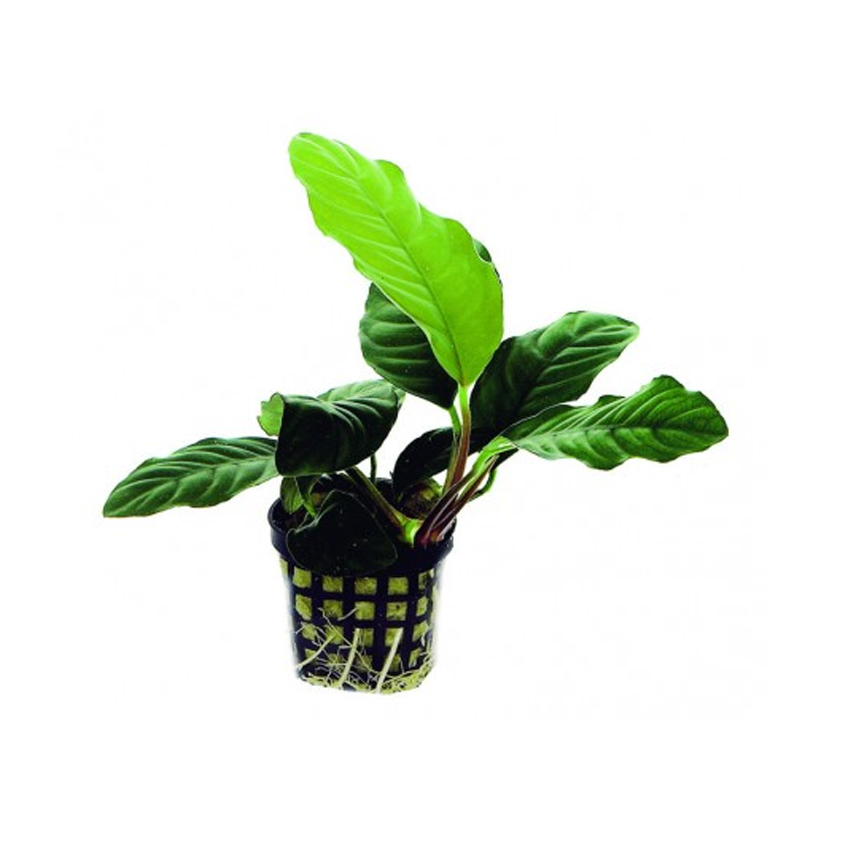 Anubias_coffeefolia_Potted.jpg