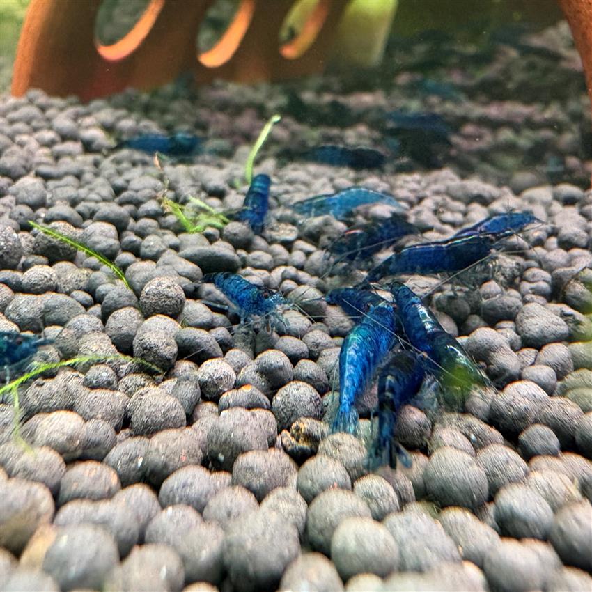 Blue_Dream_Shrimp-2.jpg