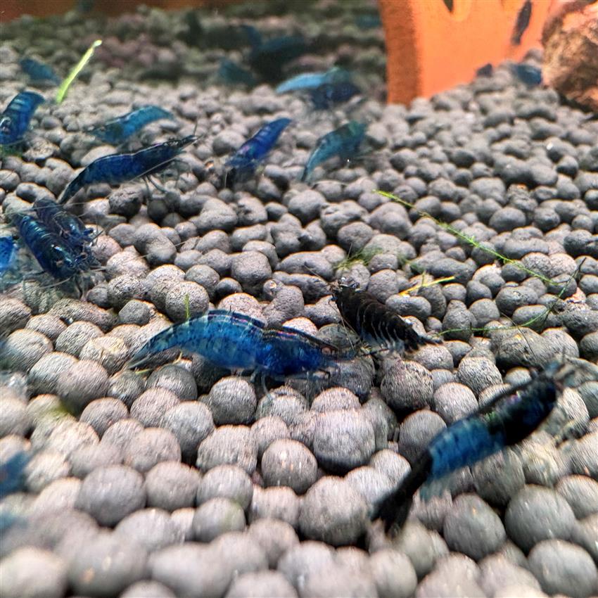 Blue_Dream_Shrimp-3.jpg