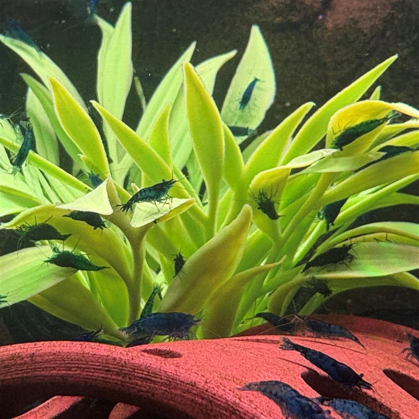 Blue_Dream_Shrimp.jpg