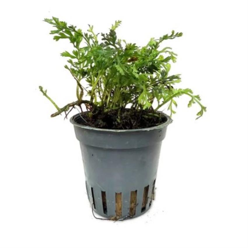Bolbitus_heteroclita_difformis_Potted.jpg