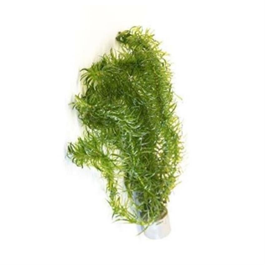 Egeria_najas_Bunched.jpg
