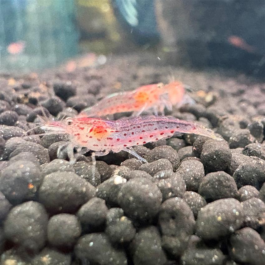Orange_Amano_Shrimp.jpg