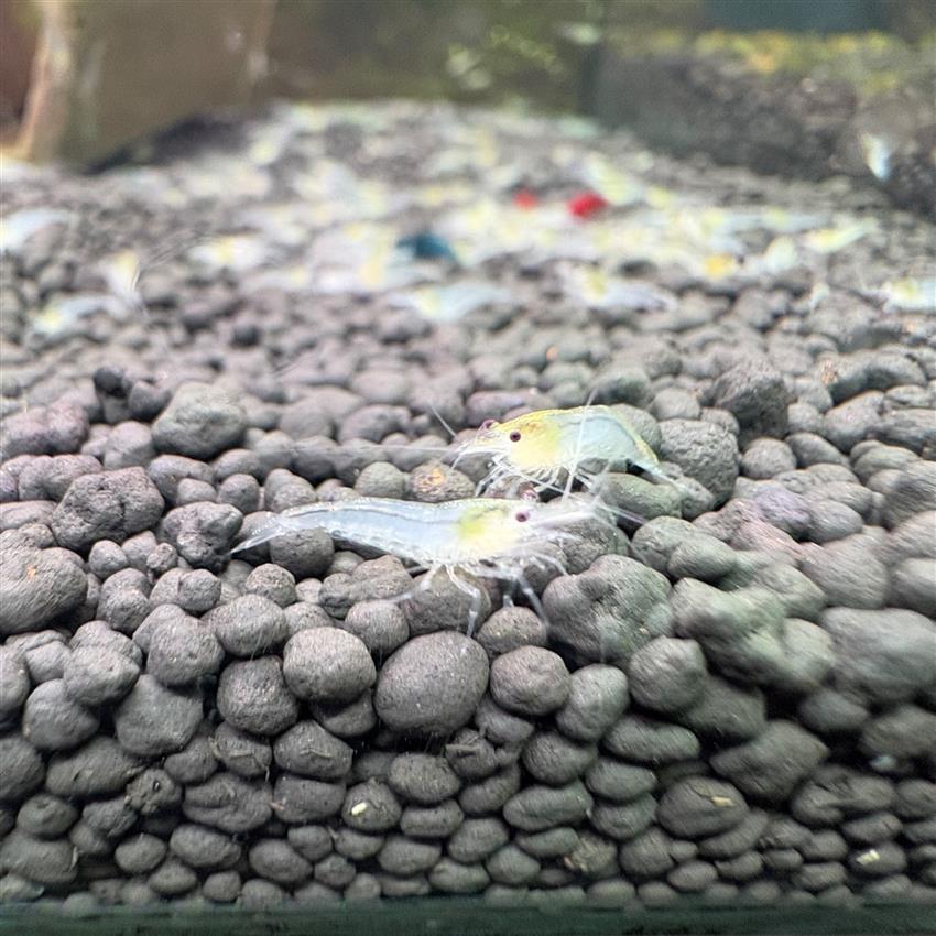 Snowball_Shrimp.jpg