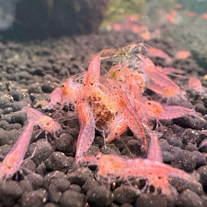orange amano